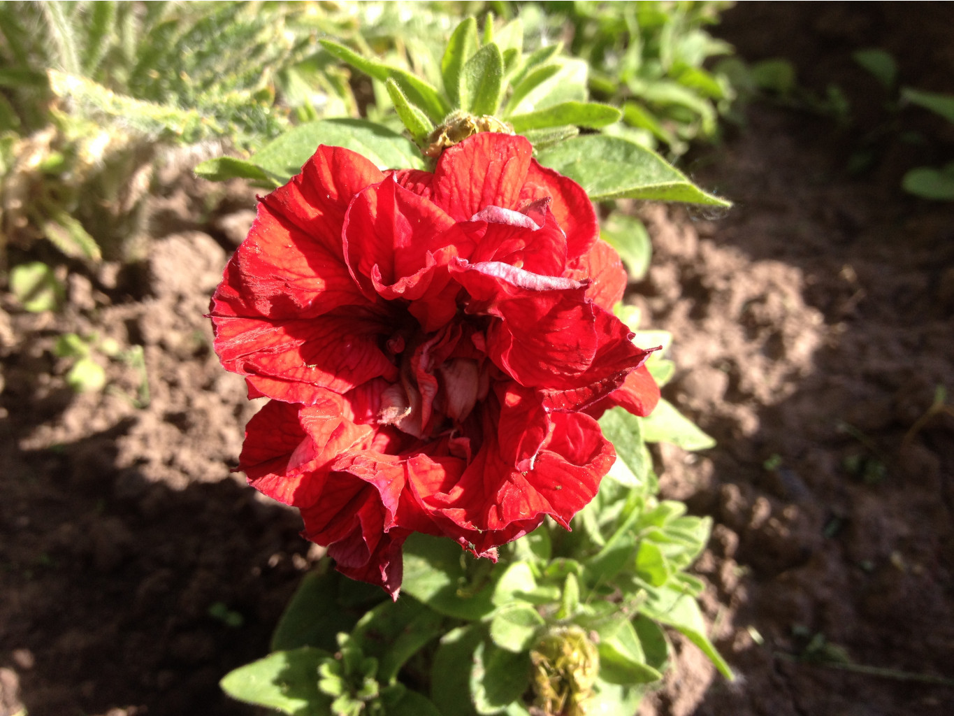 Petunia Surfinia Double Red IMG 1055.JPG