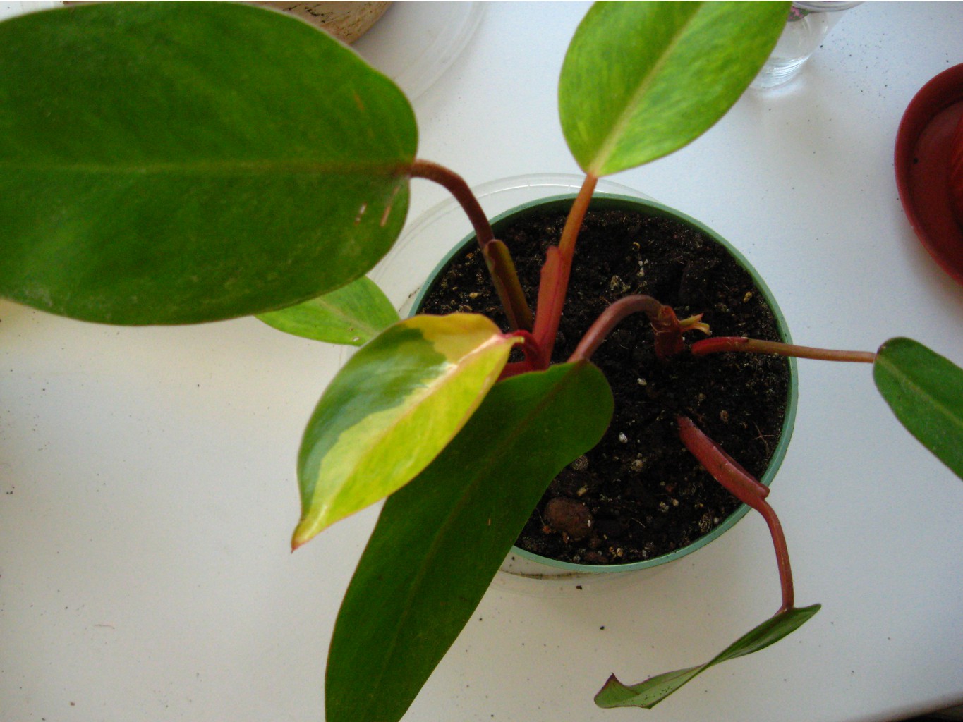 Philodendron erubescens 'Medisa'