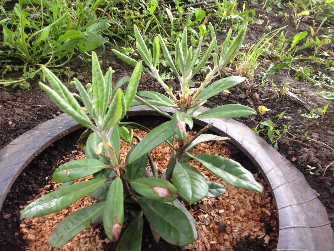   (Rhododendron Helliki) IMG 0982.JPG