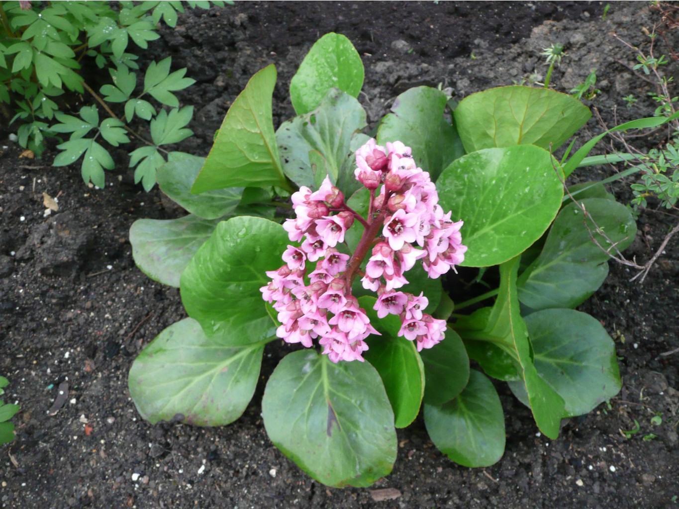 Nature   Flowers Perennial flowers saxifrage in the park 066314 .jpg