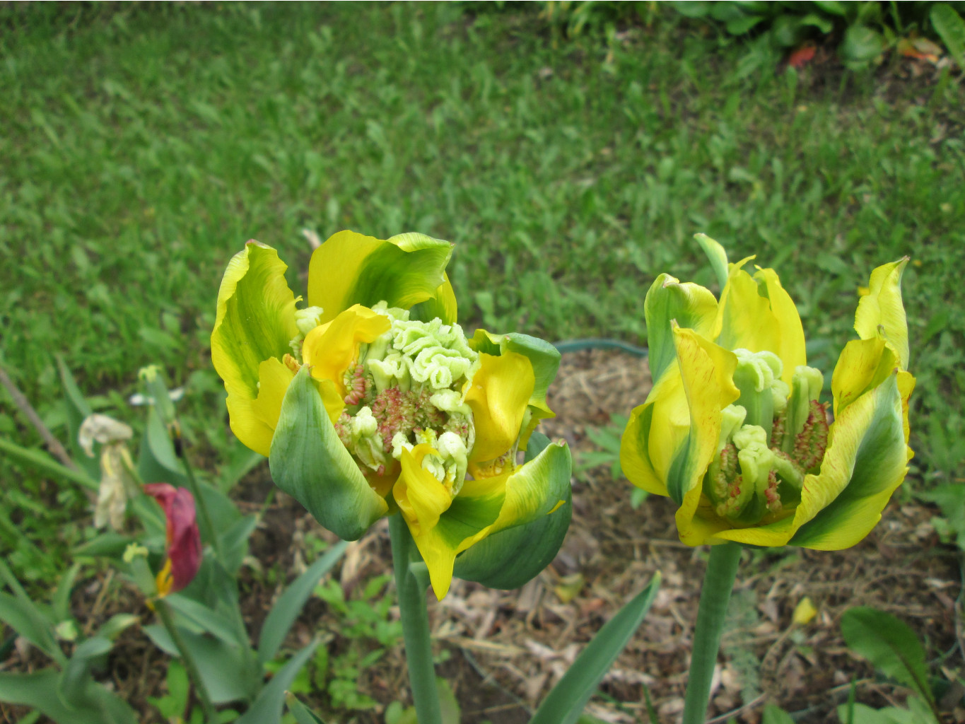 IMG 4947.JPG