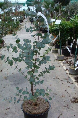   - Eucalyptus gunni-    ....