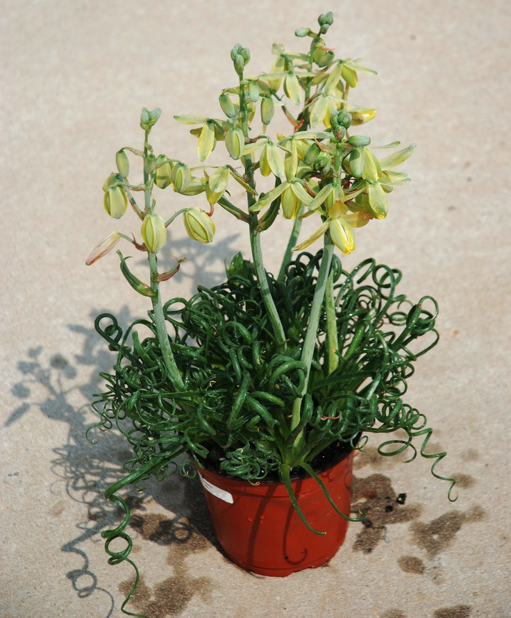    ( Albuca spiralis) - 400 .