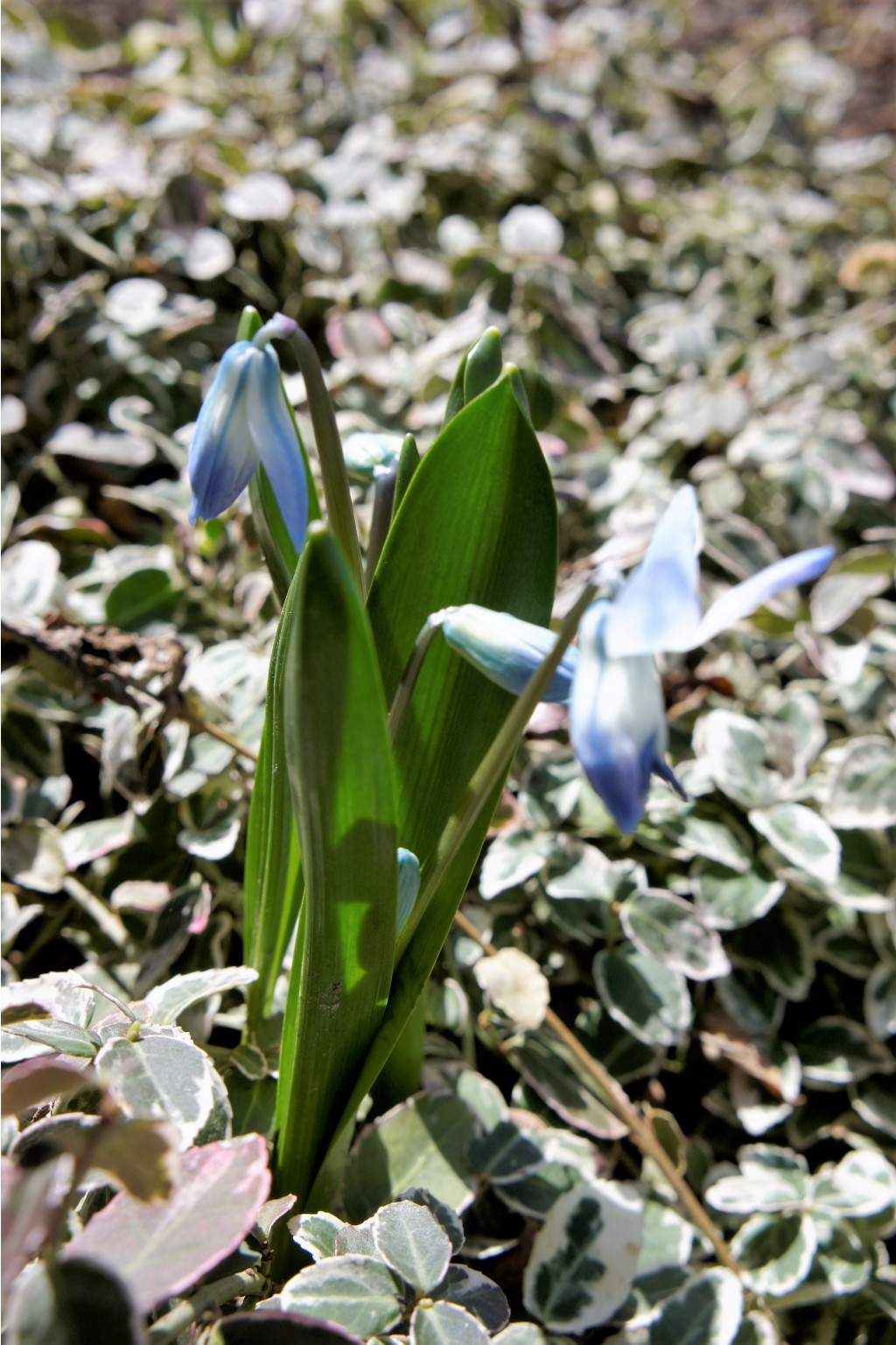 Scilla rosenii Harmony