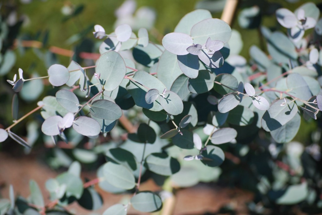   - Eucalyptus gunni....