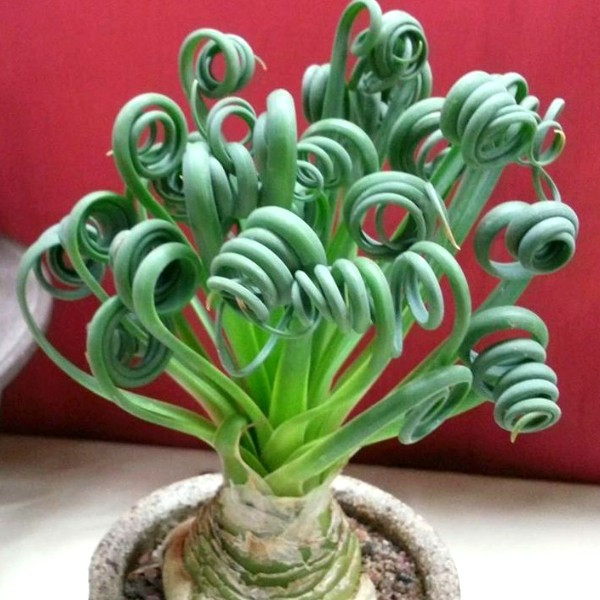    ( Albuca spiralis)