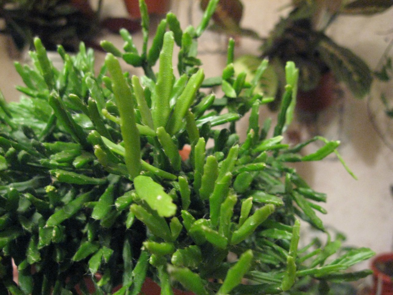 Rhipsalis ewaldiana