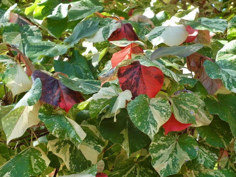     ( Hibiscus Tiliaceus Tricolor.) -    ....