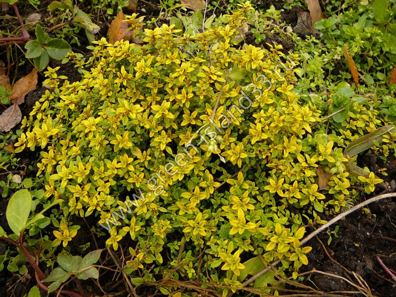    Thymus itriodorus Aurea