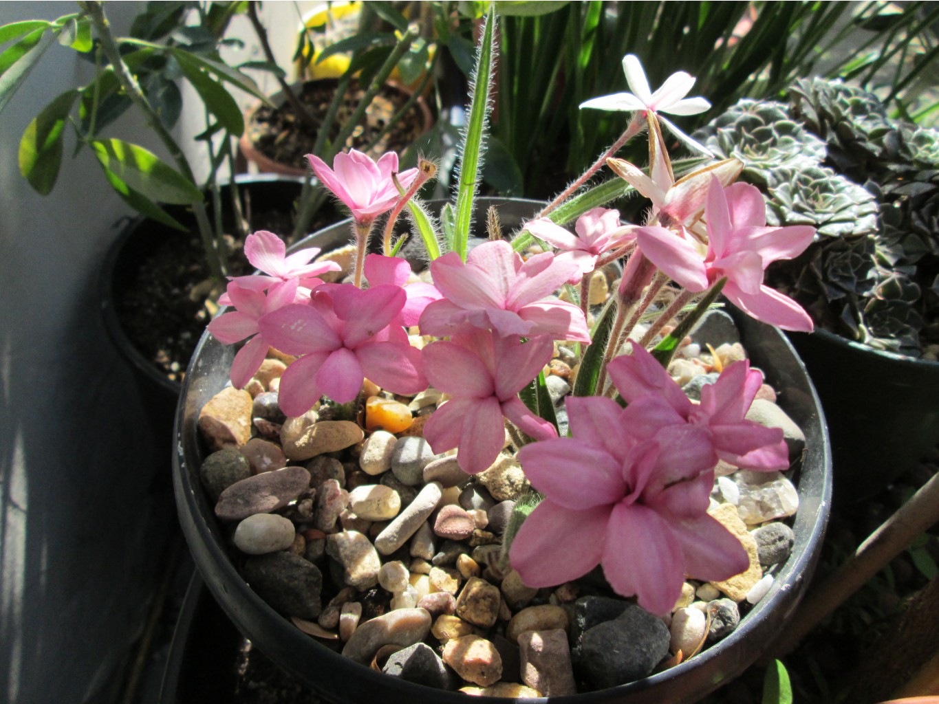 IMG 4903.JPG