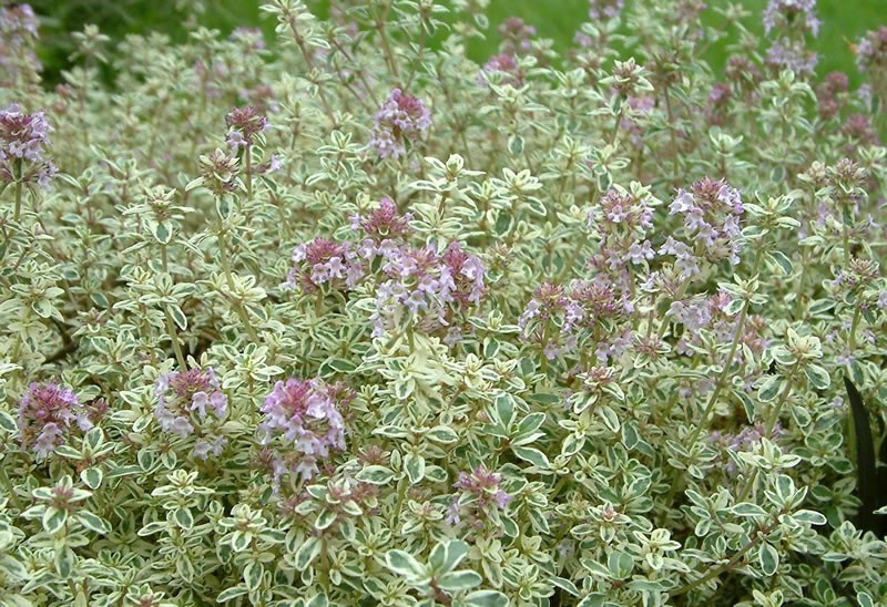    () Thymus citriodorus Silver King