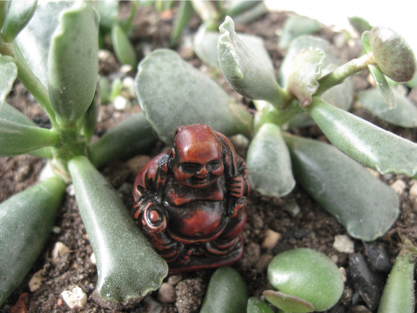   Adromischus cooperi
