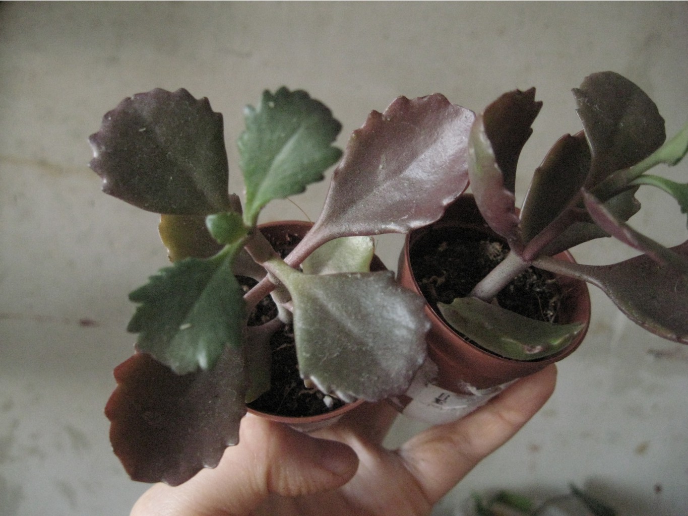 Kalanchoe brachyloba