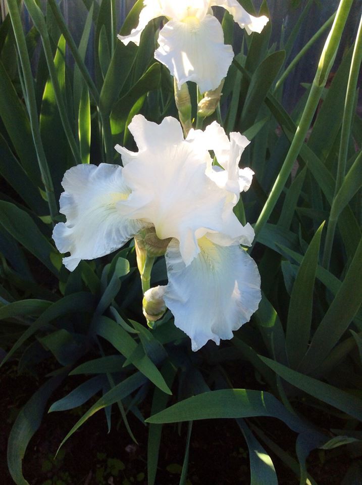 13332979 978023665651799 2081488581697179826 n.jpg