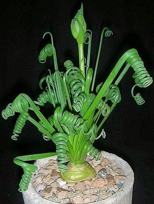    ( Albuca spiralis)