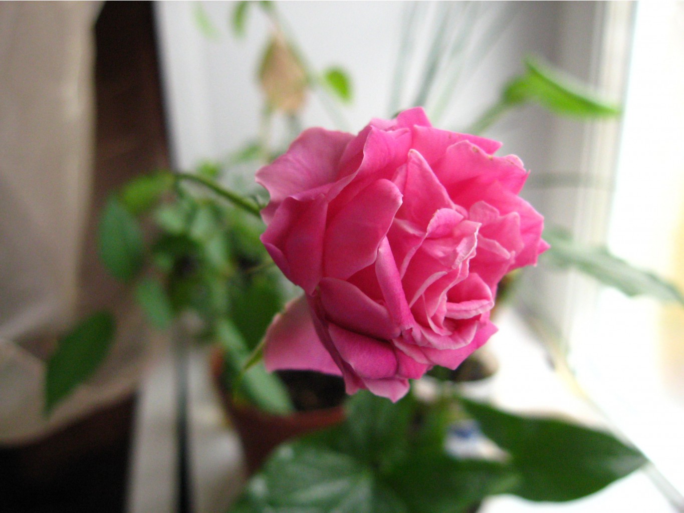   (Rosa bengalensis).