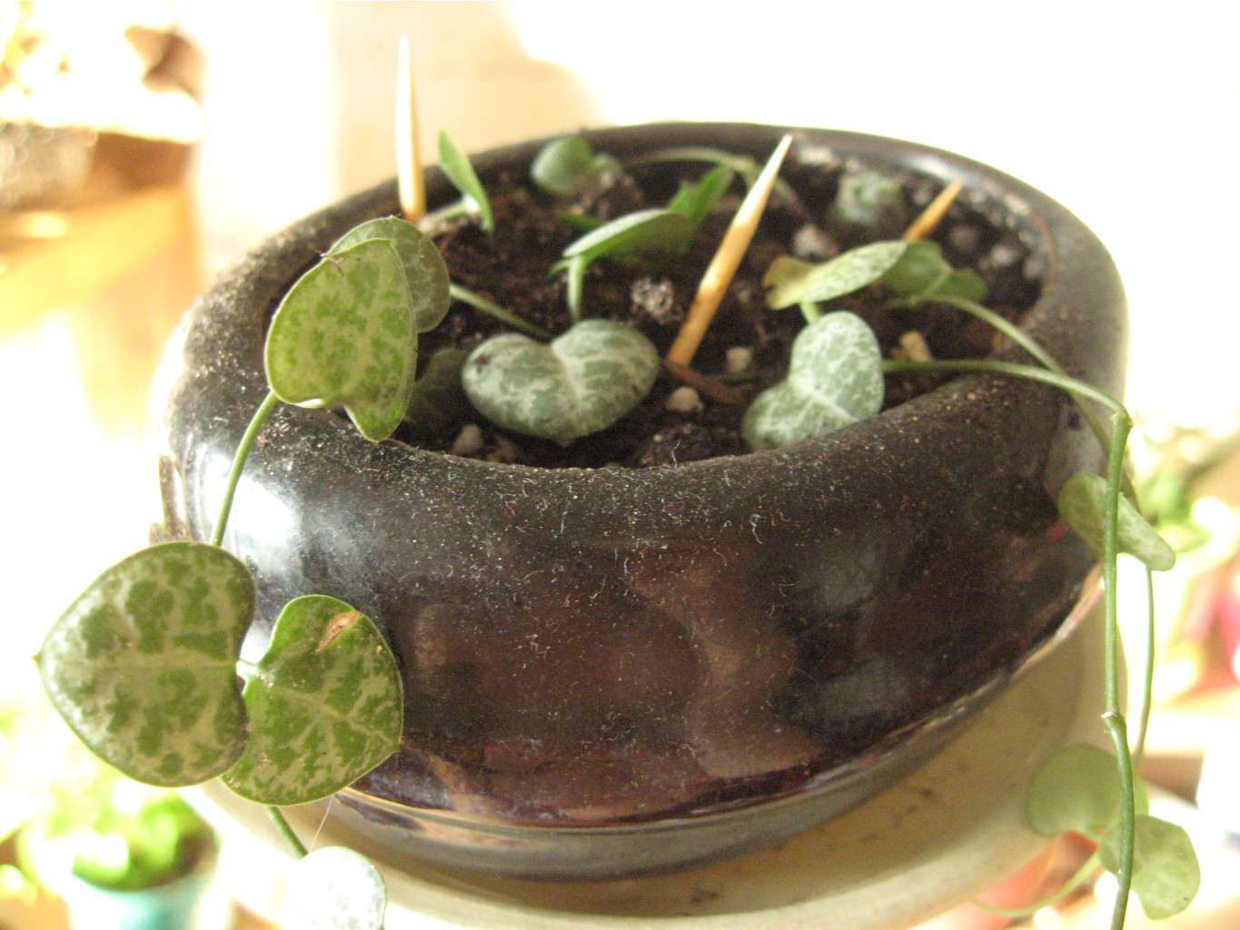 Ceropegia woodii