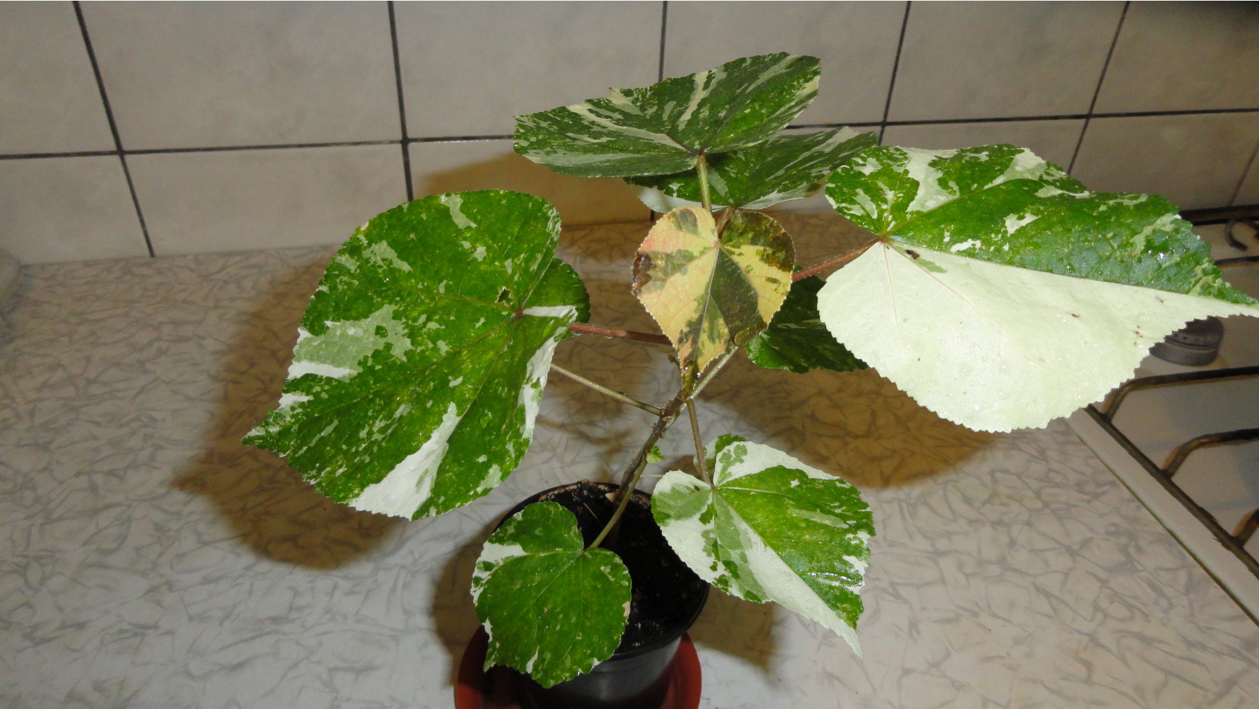     ( Hibiscus Tiliaceus Tricolor.) -  ....