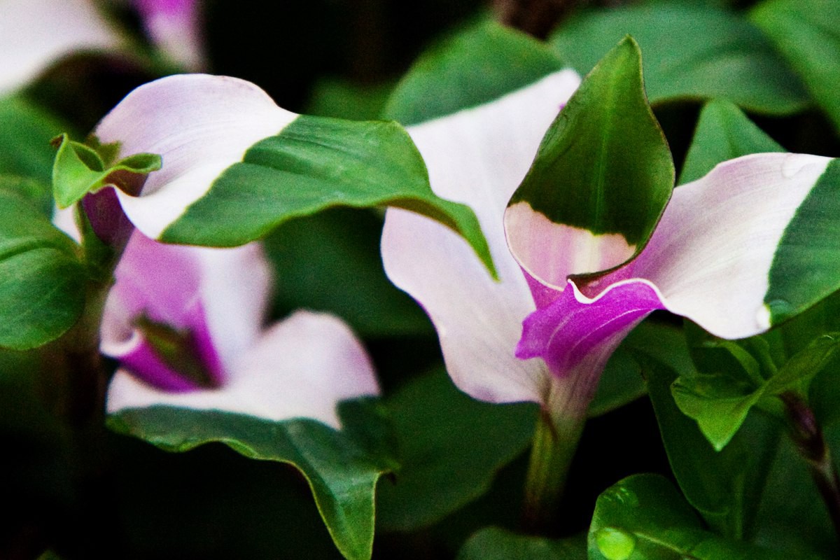  Maiden Blush