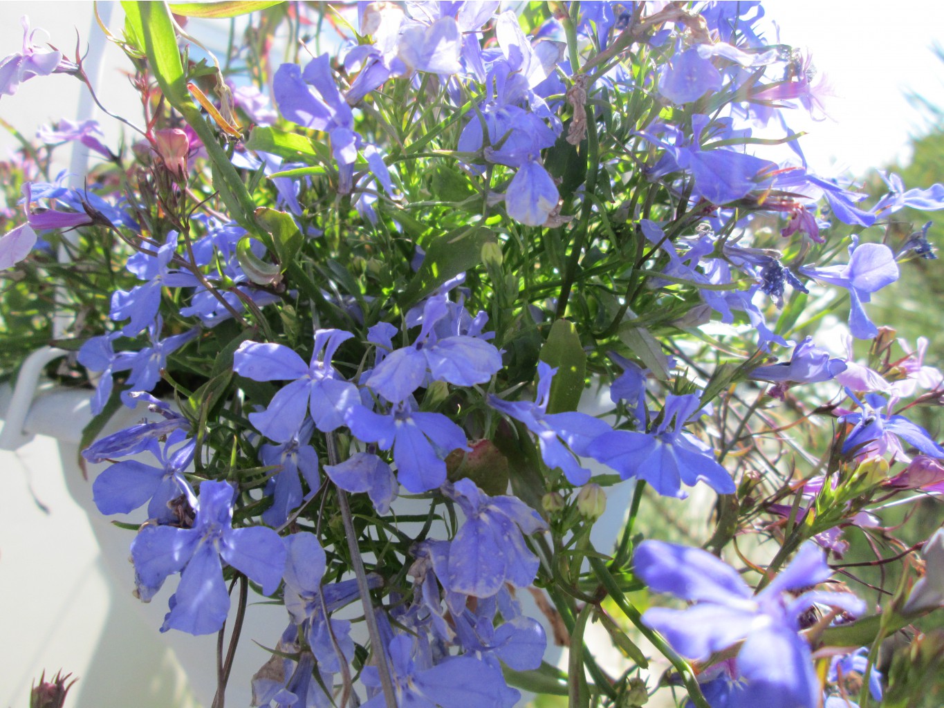 IMG 4911.JPG