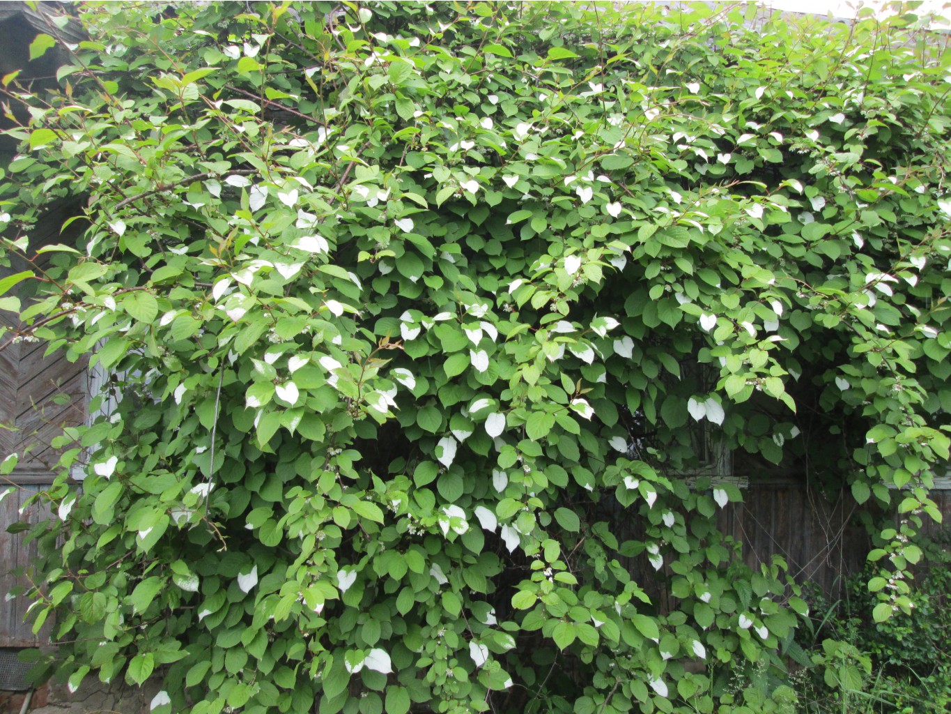 IMG 4977.JPG