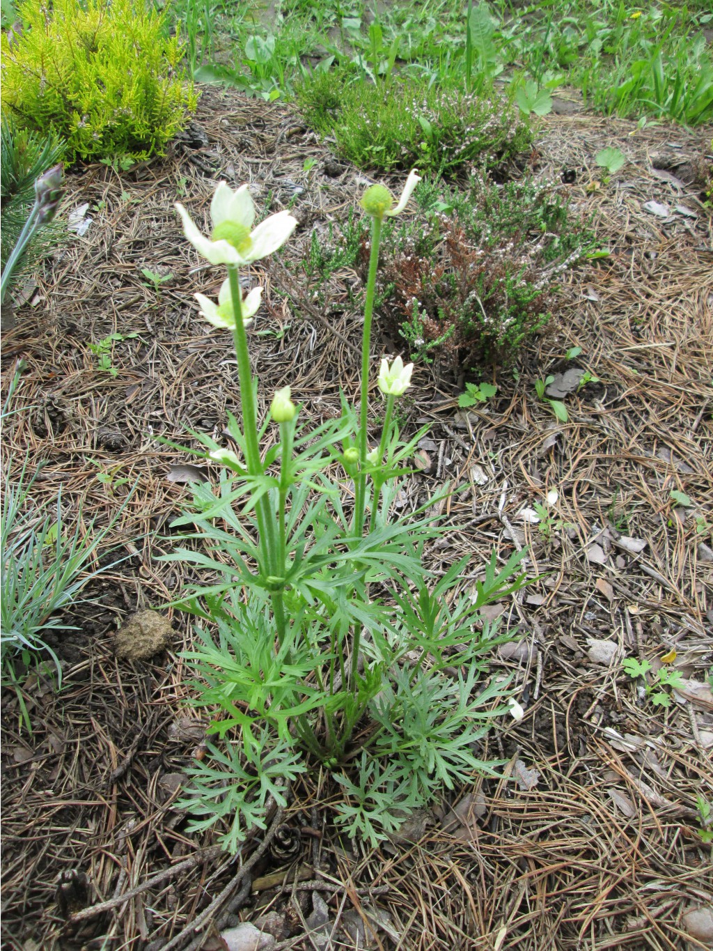 IMG 4920.JPG
