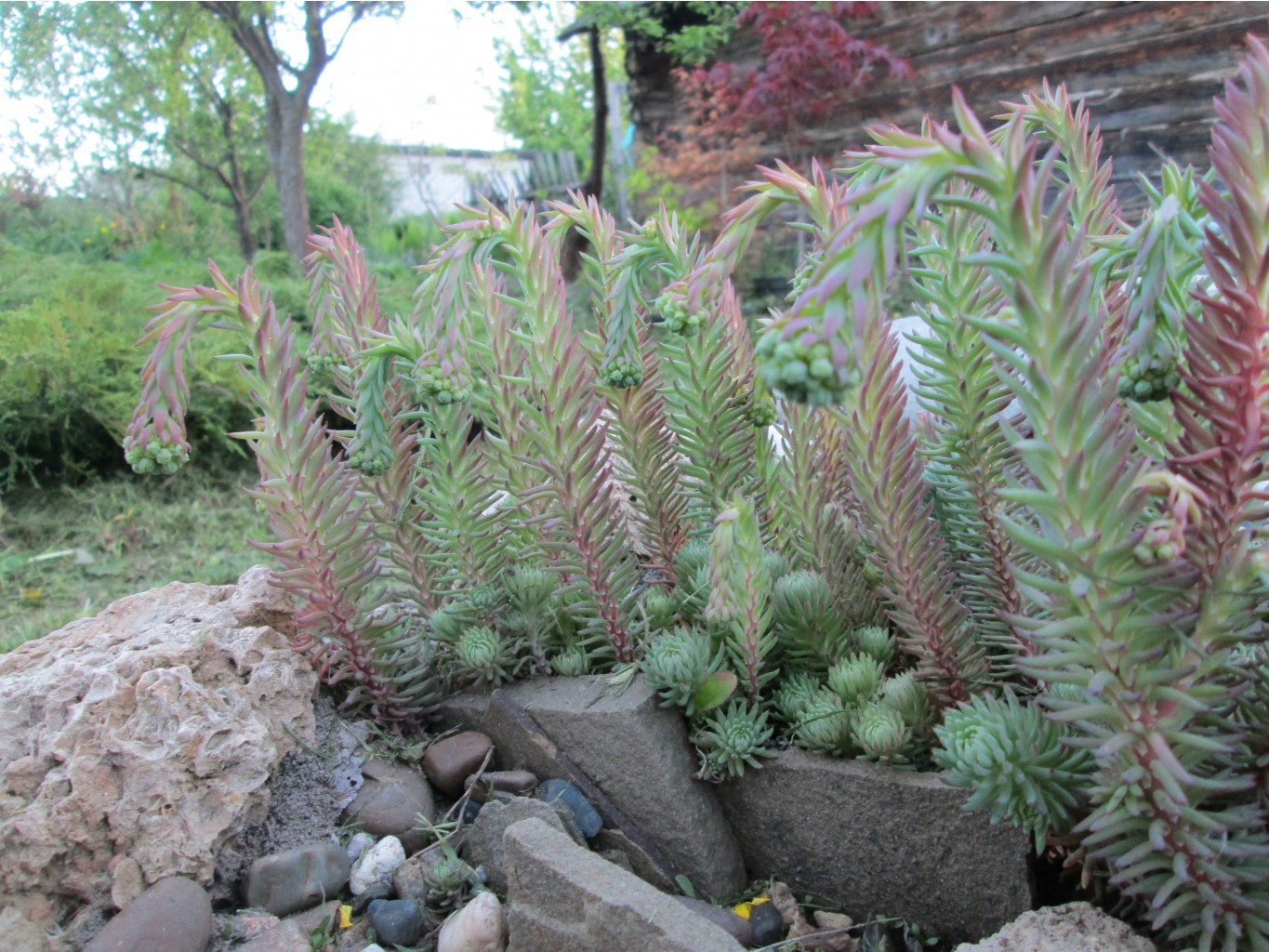 IMG 4900.JPG