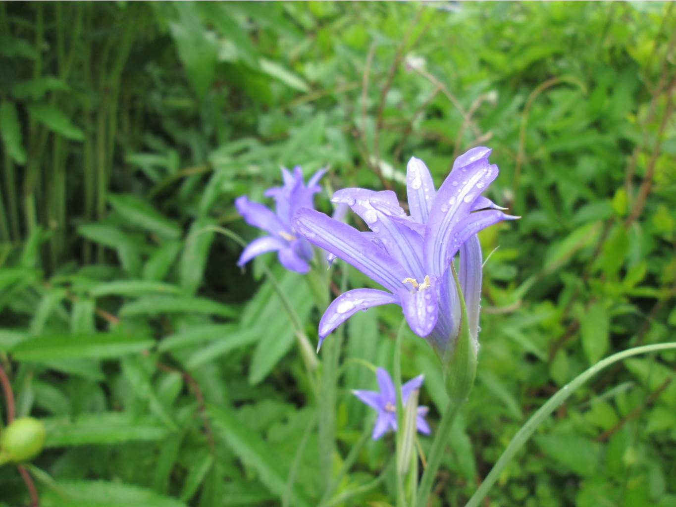 IMG 4974.JPG