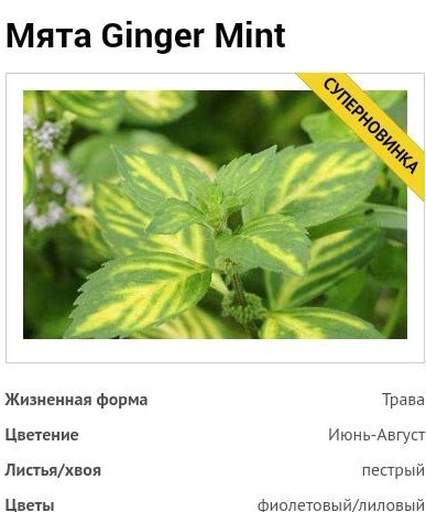  Ginger Mint