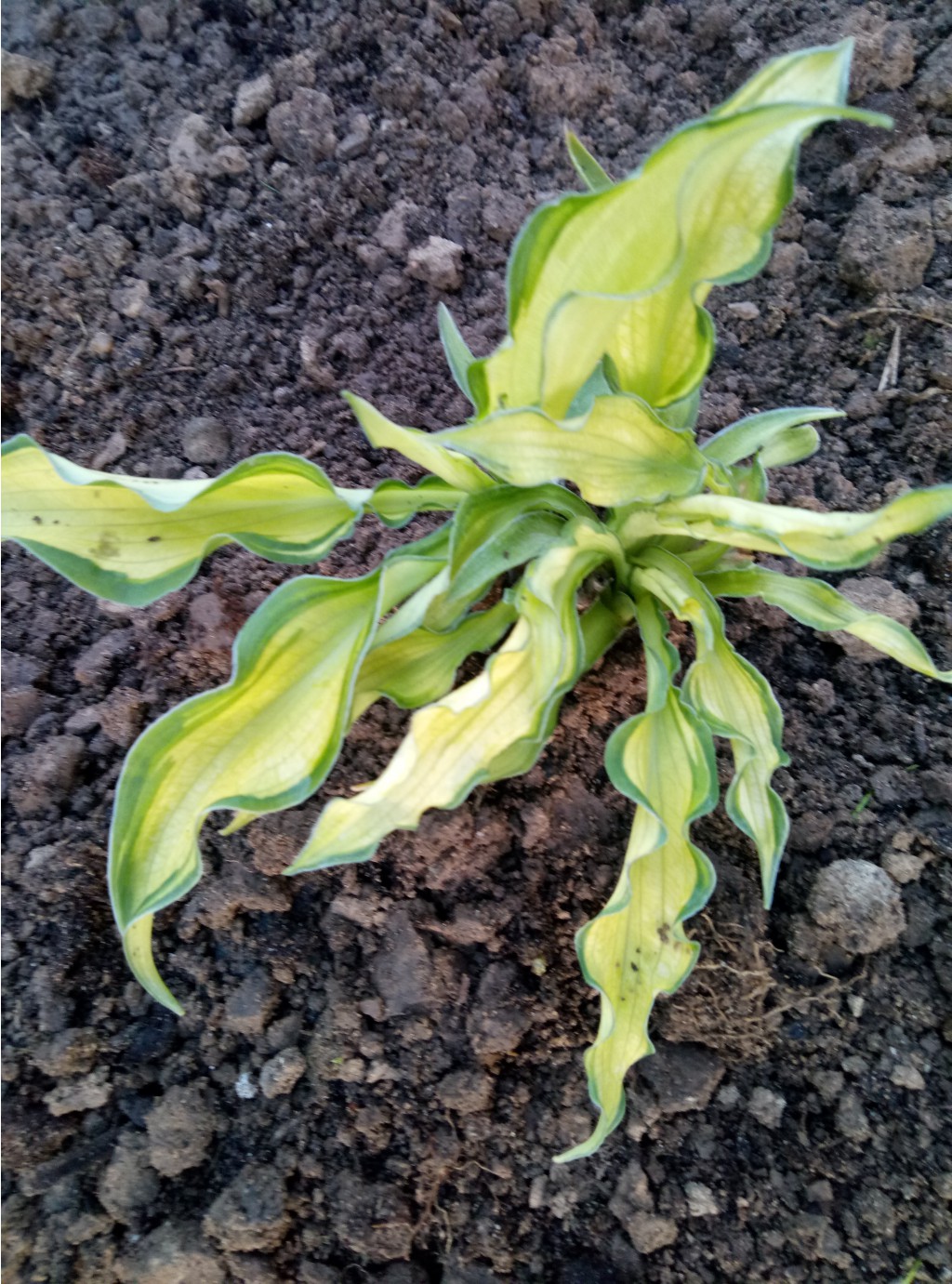  '' / Hosta 'Sizzle'