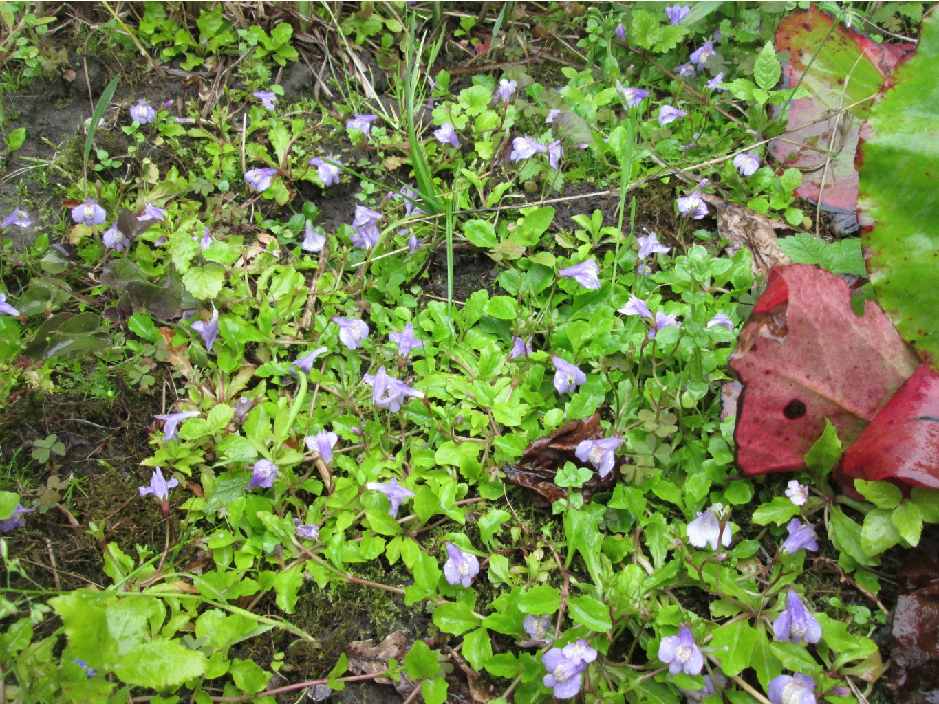 IMG 4971.JPG