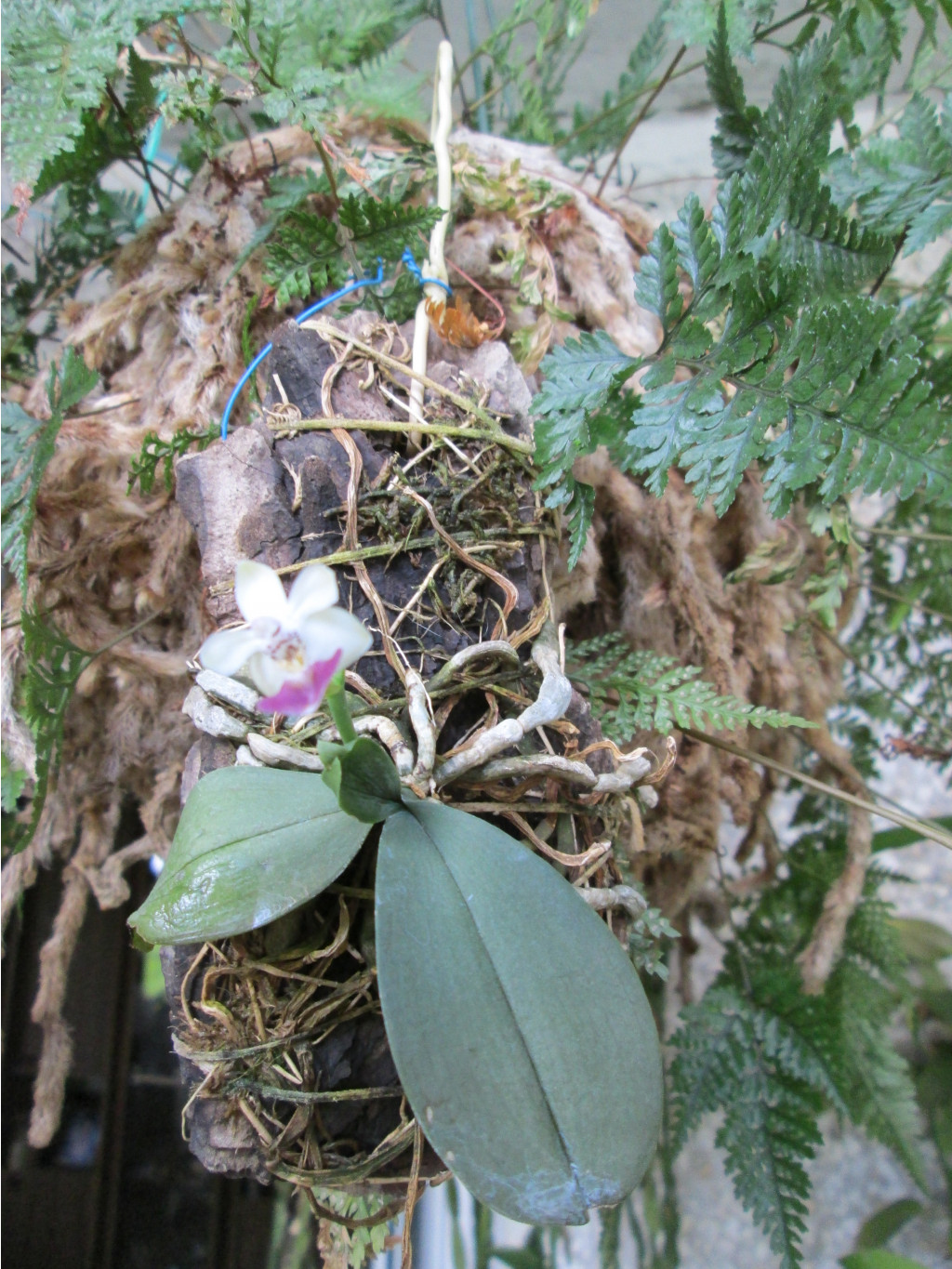 IMG 4902.JPG