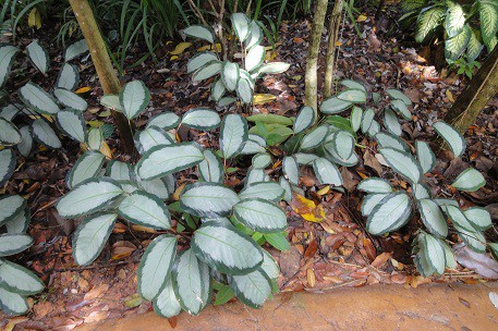   (Calathea picturata 'Argentea)