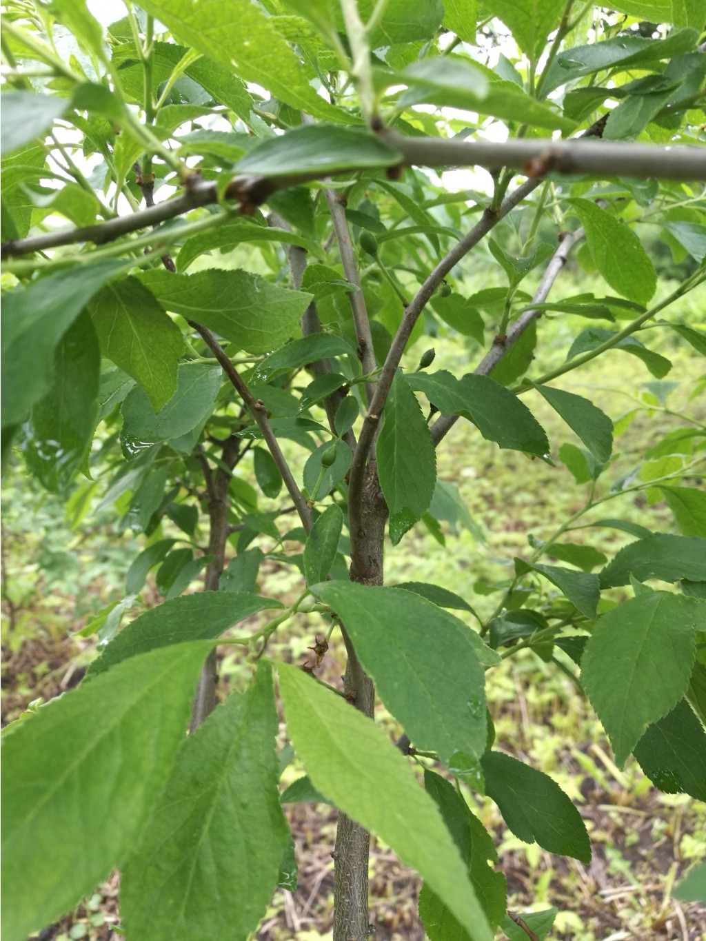 IMG 20170617 160816.jpg