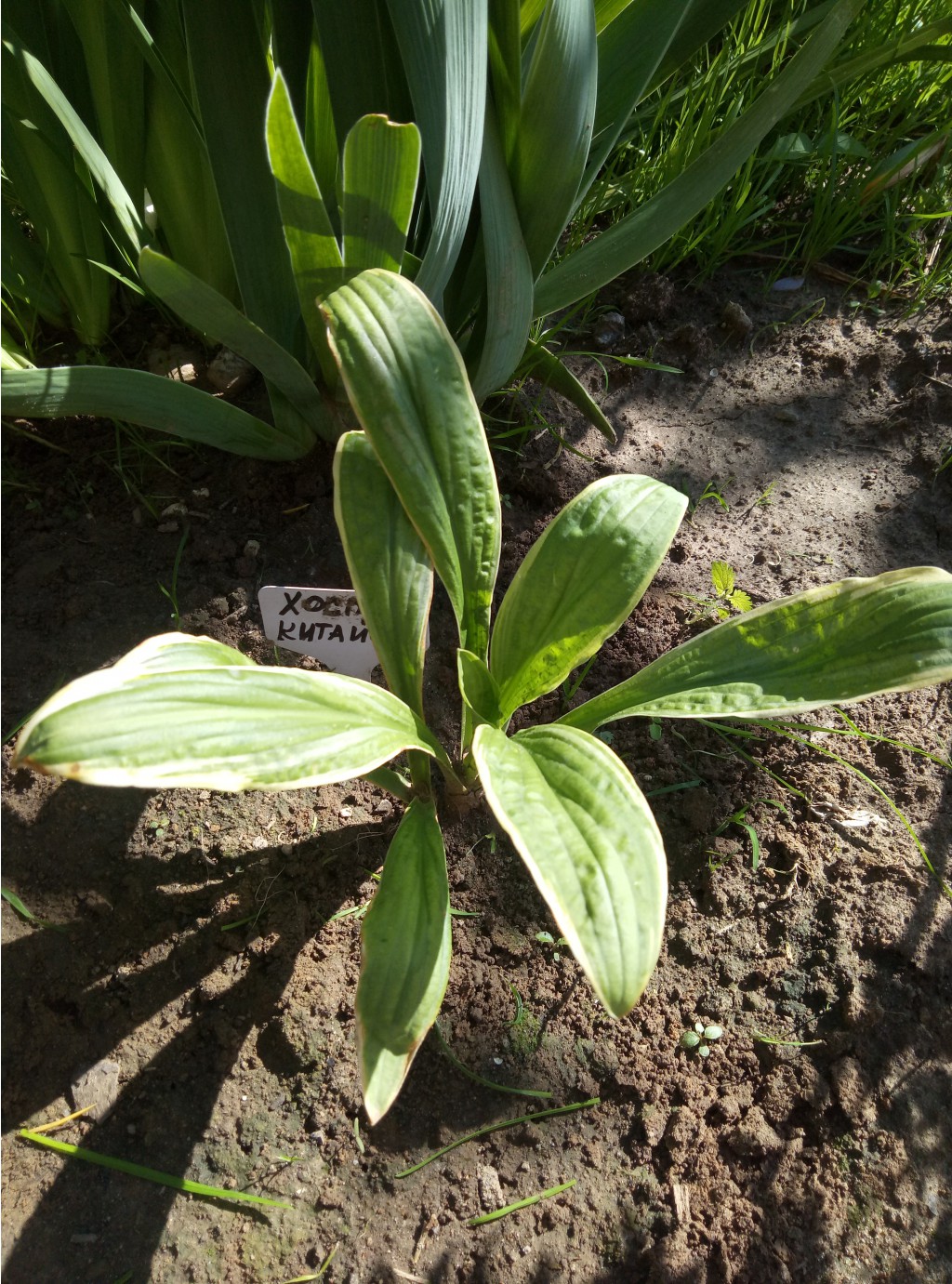 rectifolia Chionea