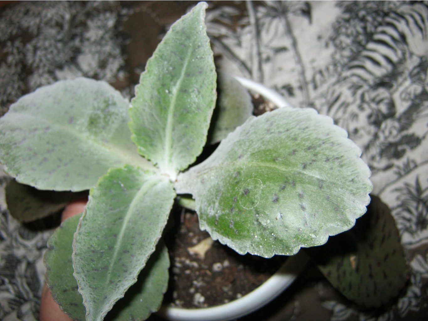 Kalanchoe gastonis-bonnieri ( -)