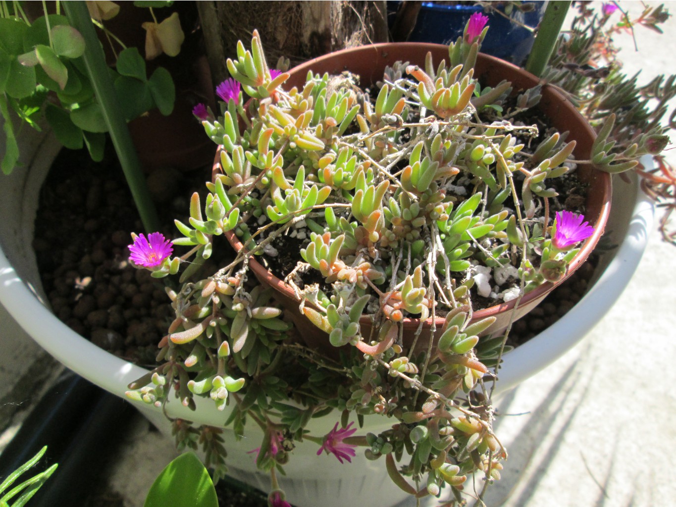 IMG 4906.JPG