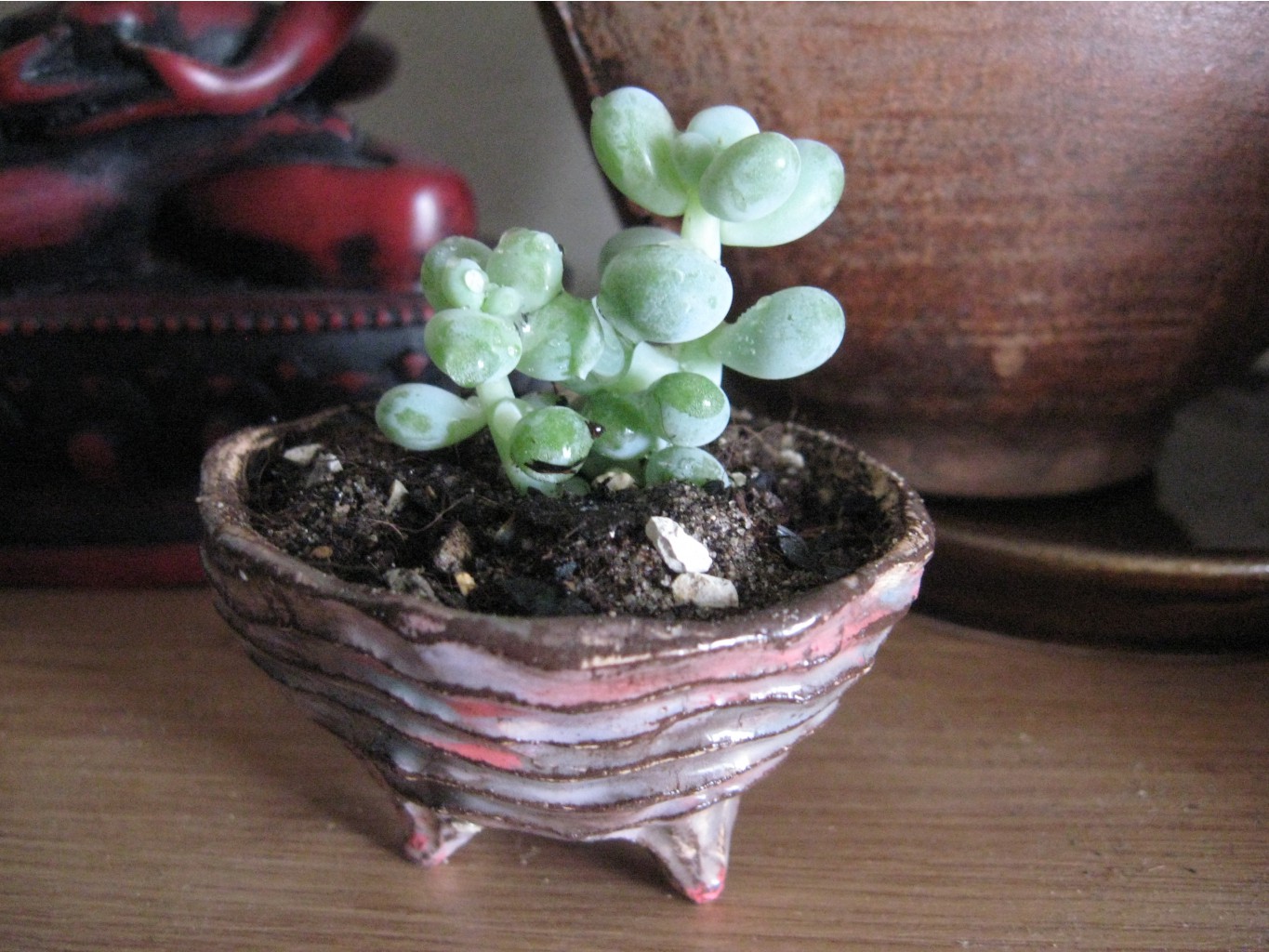 Pachyphytum oviferum  