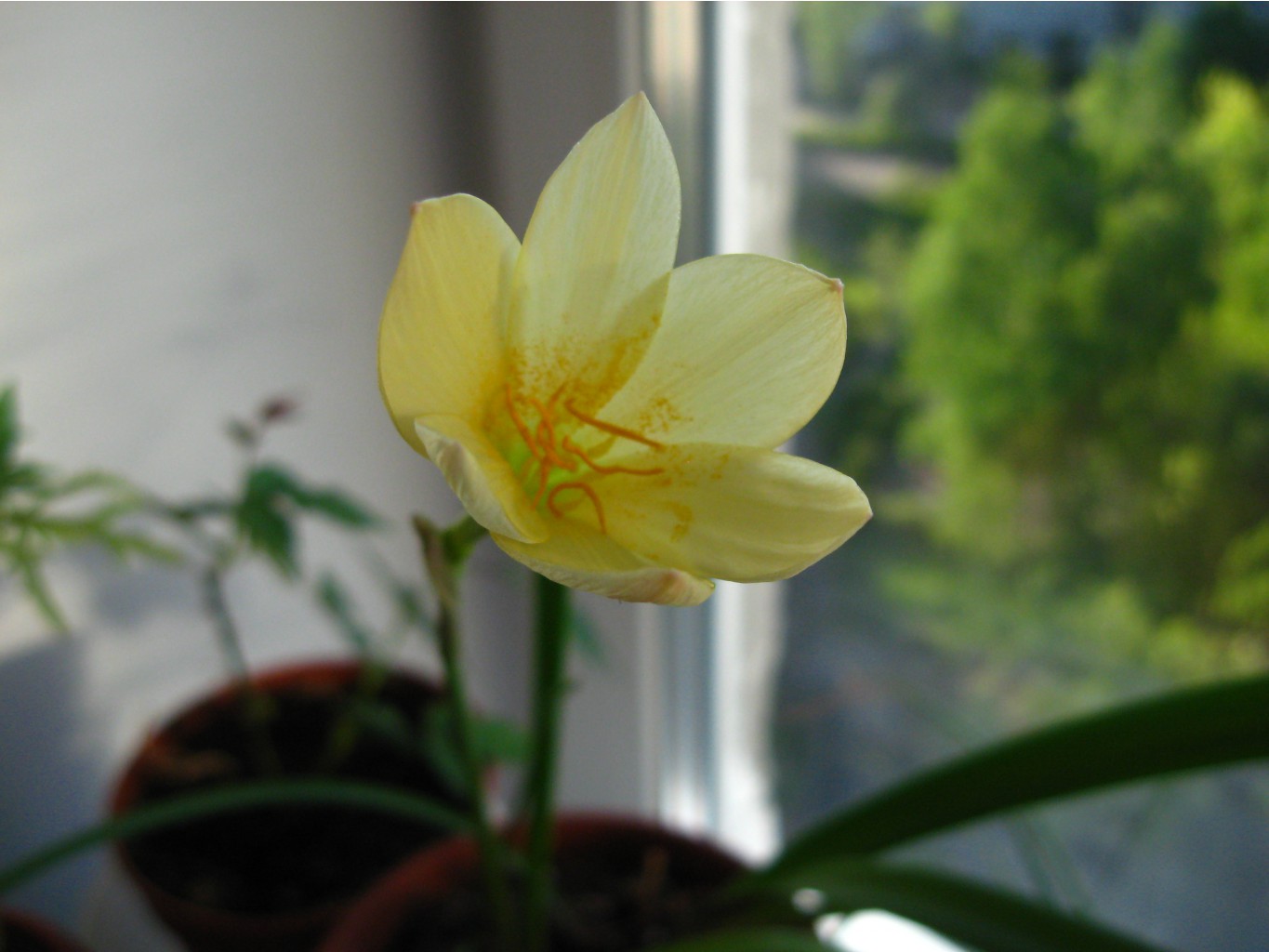 Zephyranthes primulina