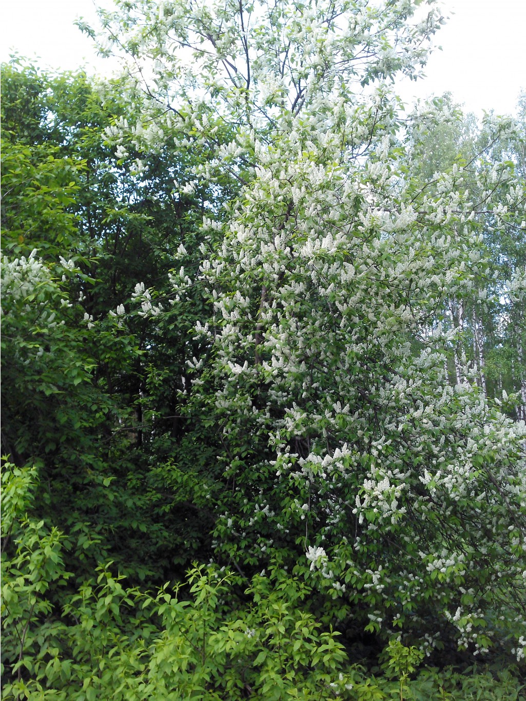 IMG 20170612 130131.jpg