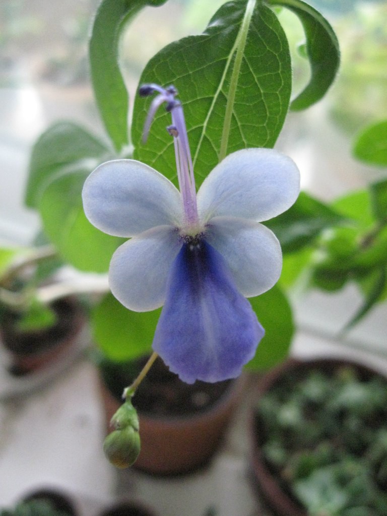   Clerodendrum ugandense
