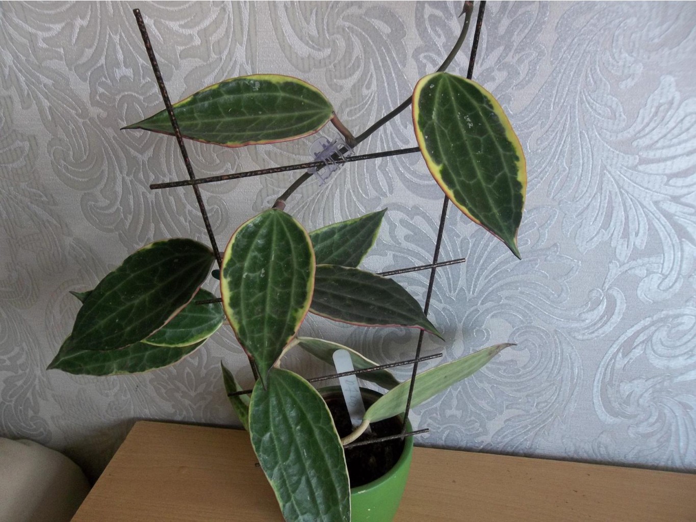 Hoya macrophylla variegata