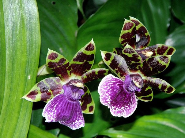   (ZYGOPETALUM) 