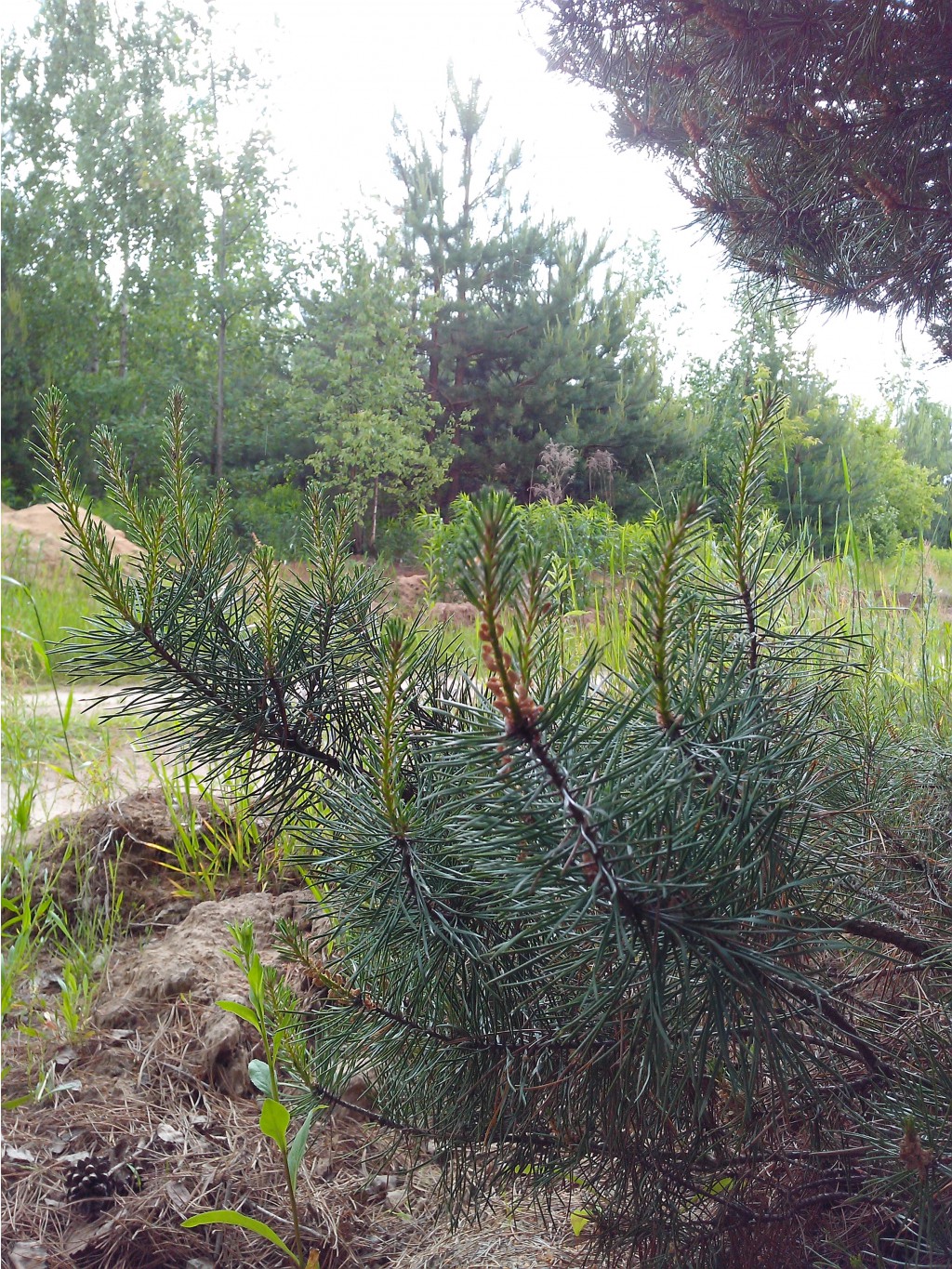 IMG 20170623 130121.jpg