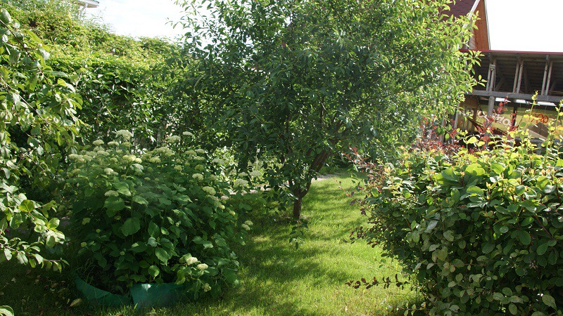 DSC07767 на сайт.jpg