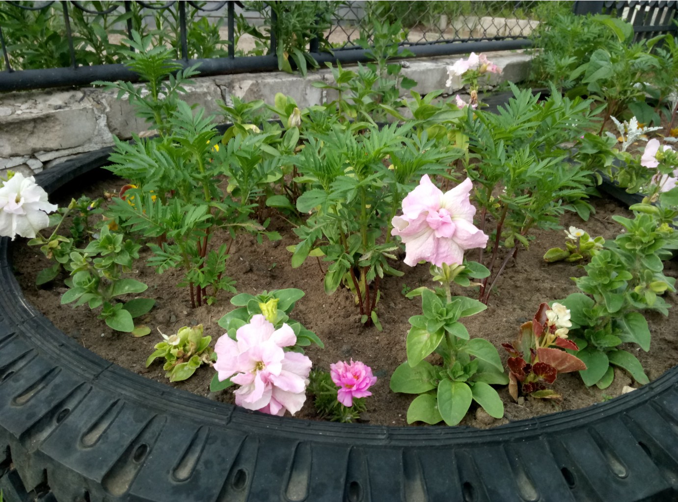    （Petunia grandiflora）