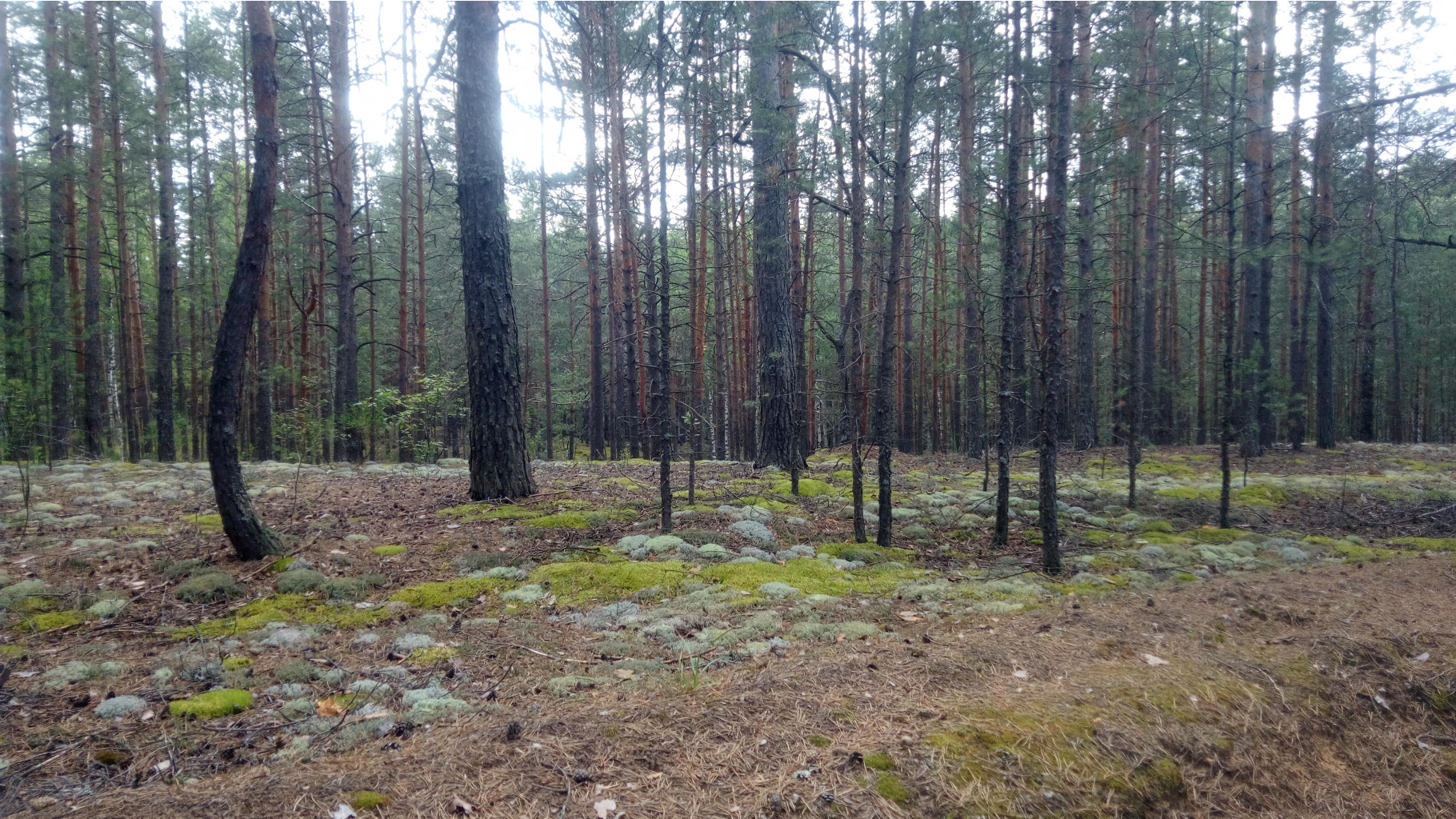 IMG 20170722 124415.jpg