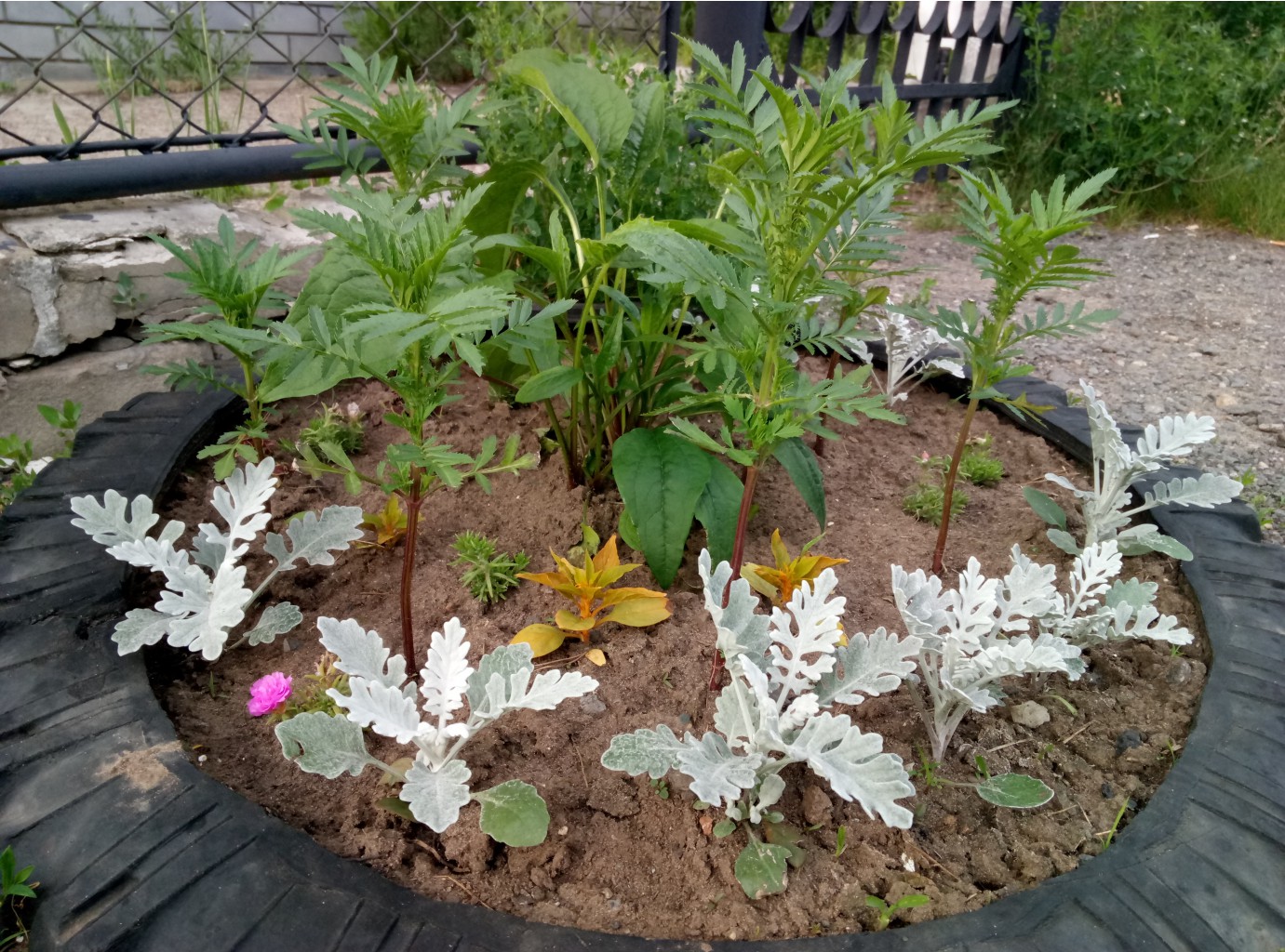   （Senecio cineraria）