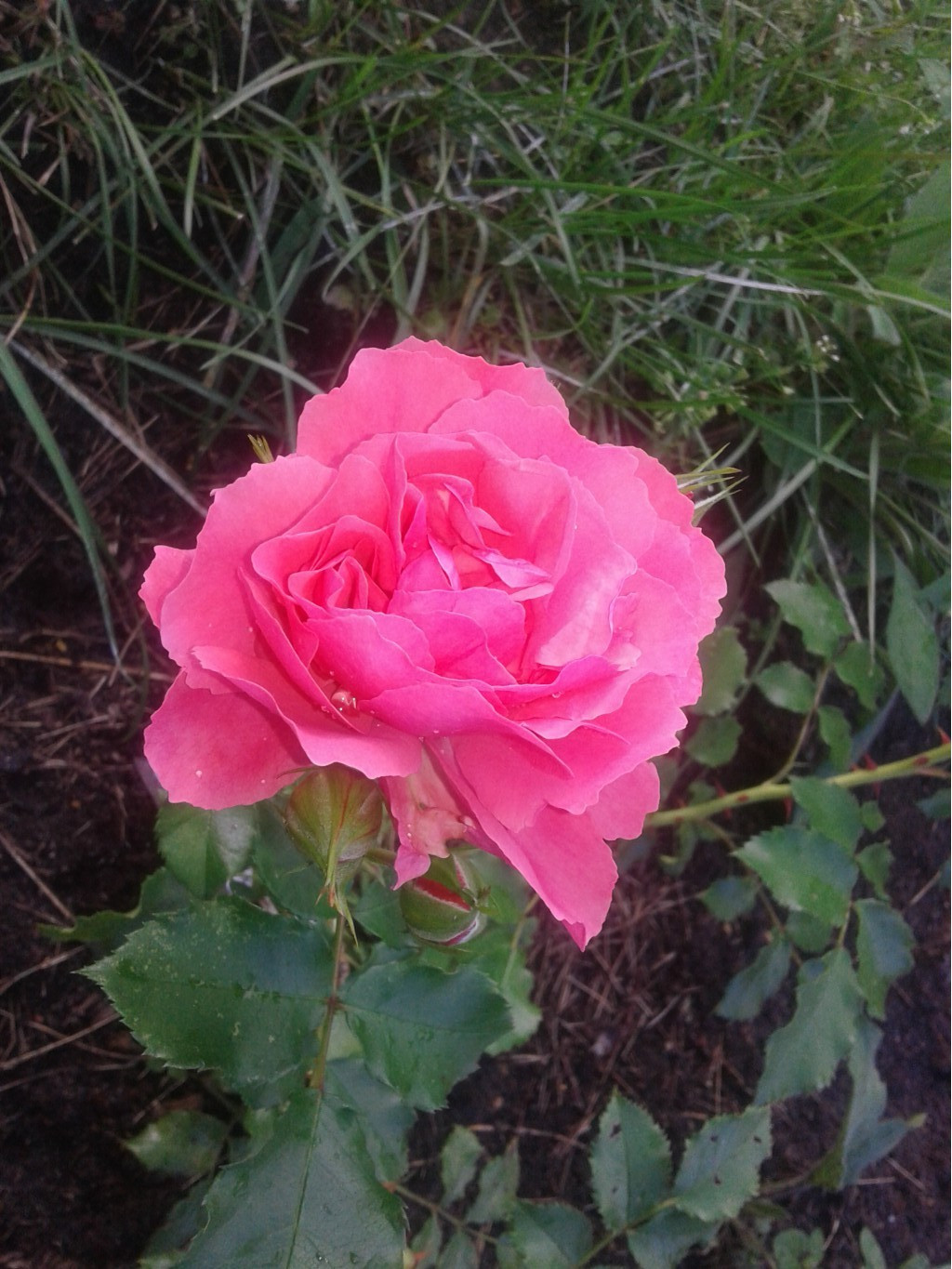 597ee70338d15 20170724172833.jpg