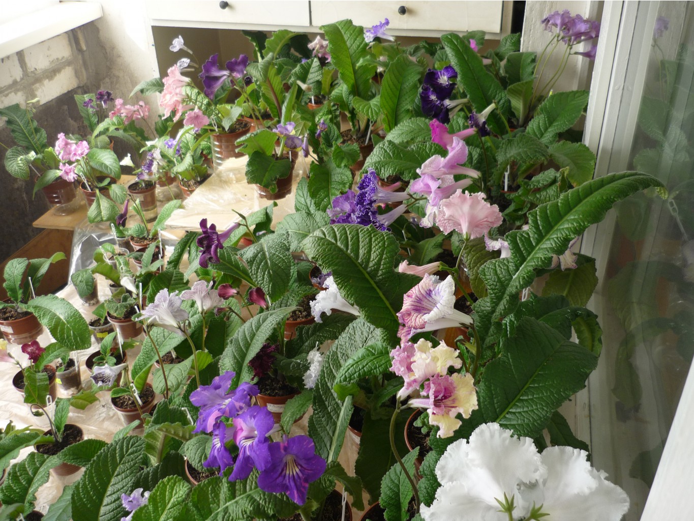 P1020923.JPG
